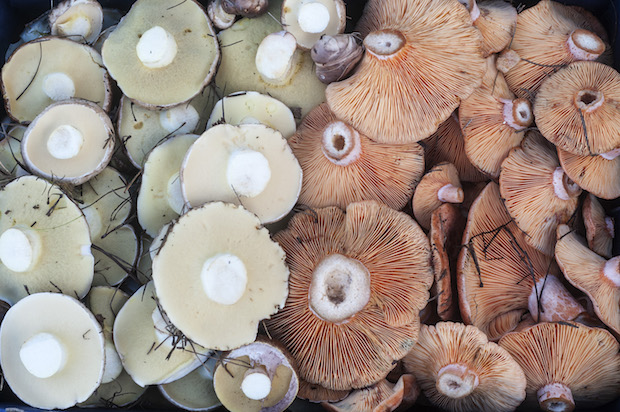 Oyster mushrooms